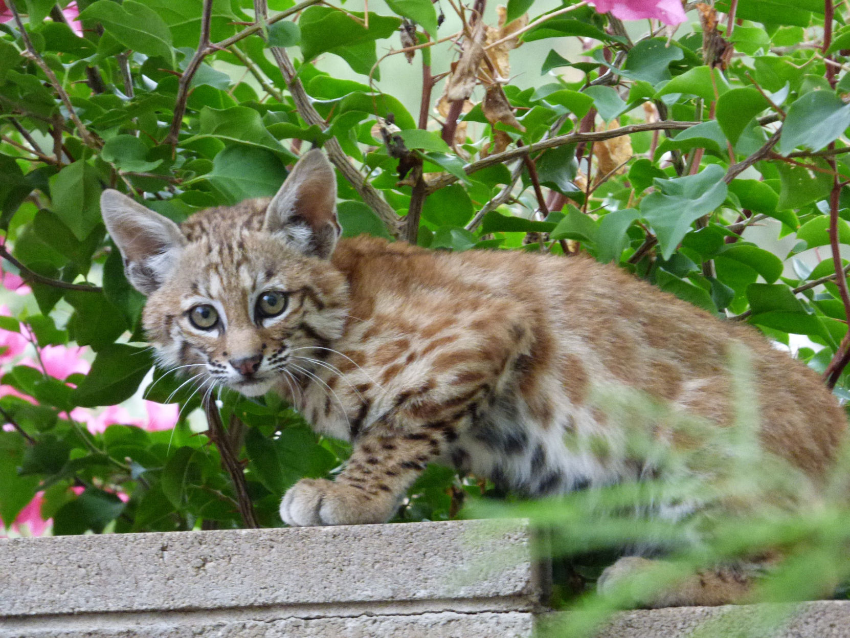 Backyard bobcats